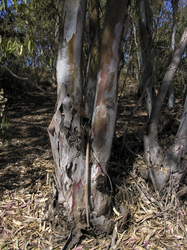 Eucalyptus camaldulensis.02