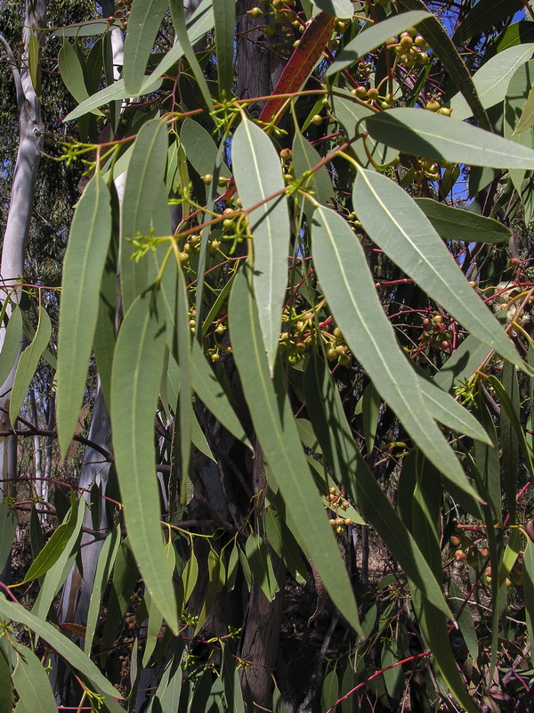 Eucalyptus camaldulensis.04