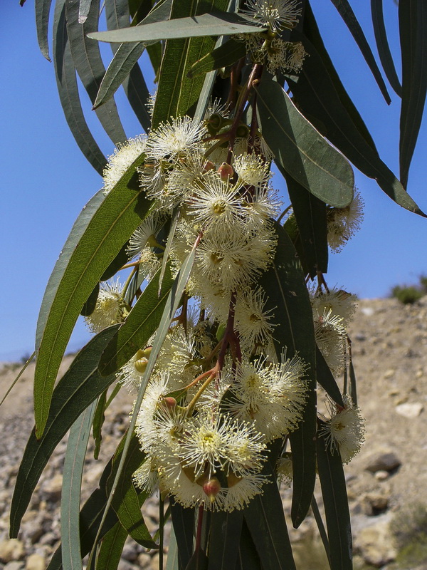 Eucalyptus camaldulensis.06
