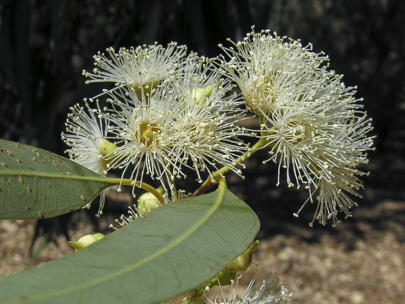 Eucalyptus camaldulensis.08