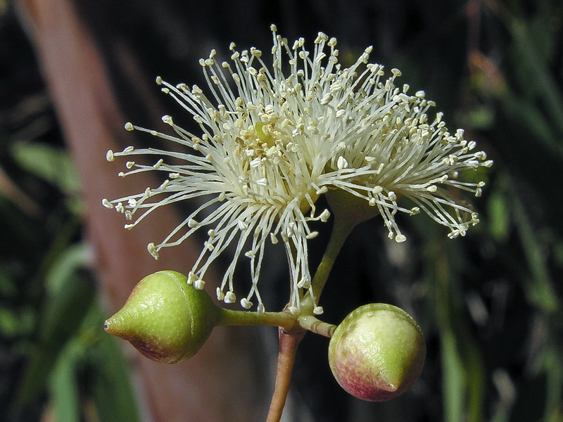 Eucalyptus camaldulensis.10