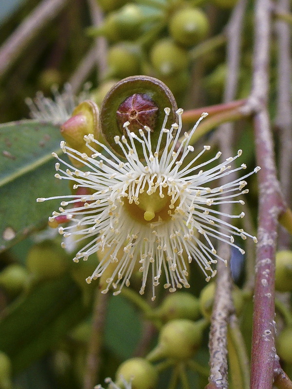 Eucalyptus camaldulensis.11