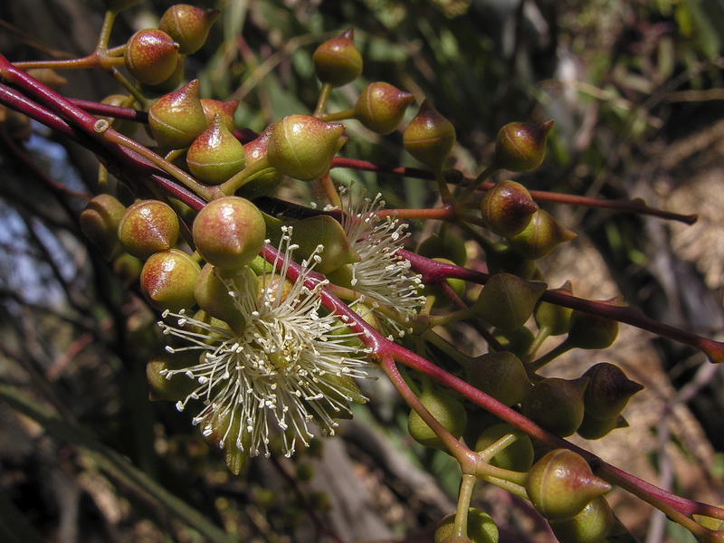 Eucalyptus camaldulensis.12