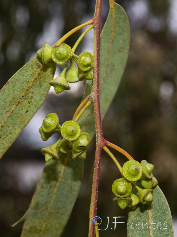 Eucalyptus camaldulensis.12