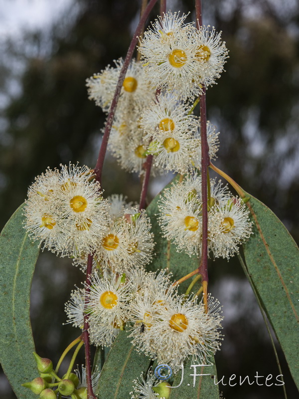 Eucalyptus camaldulensis.08