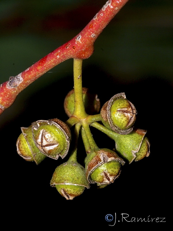 Eucalyptus camaldulensis.22