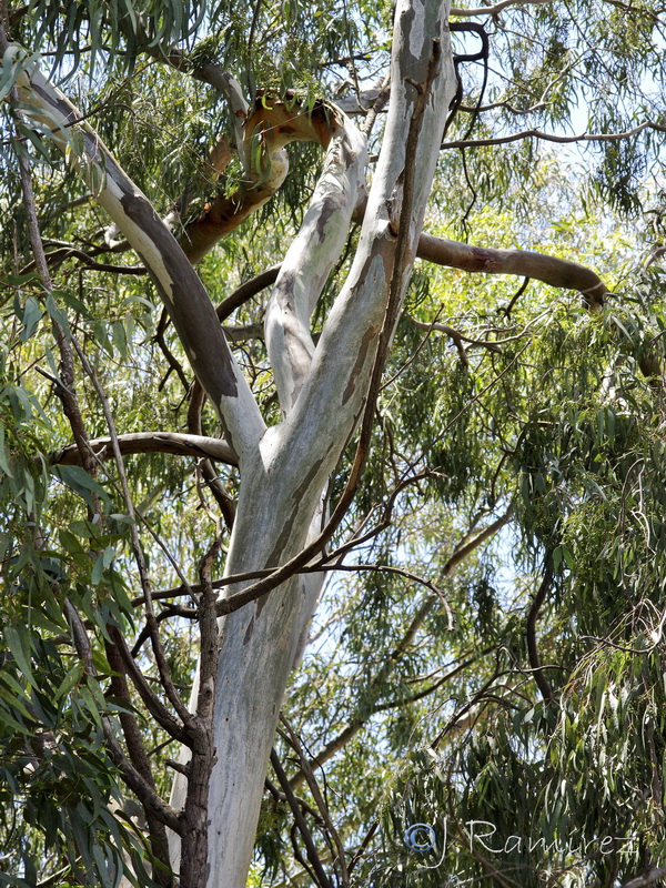 Eucalyptus camaldulensis.02