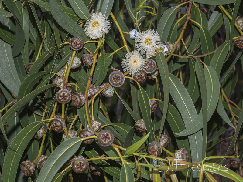 Eucalyptus globulus globulus.01