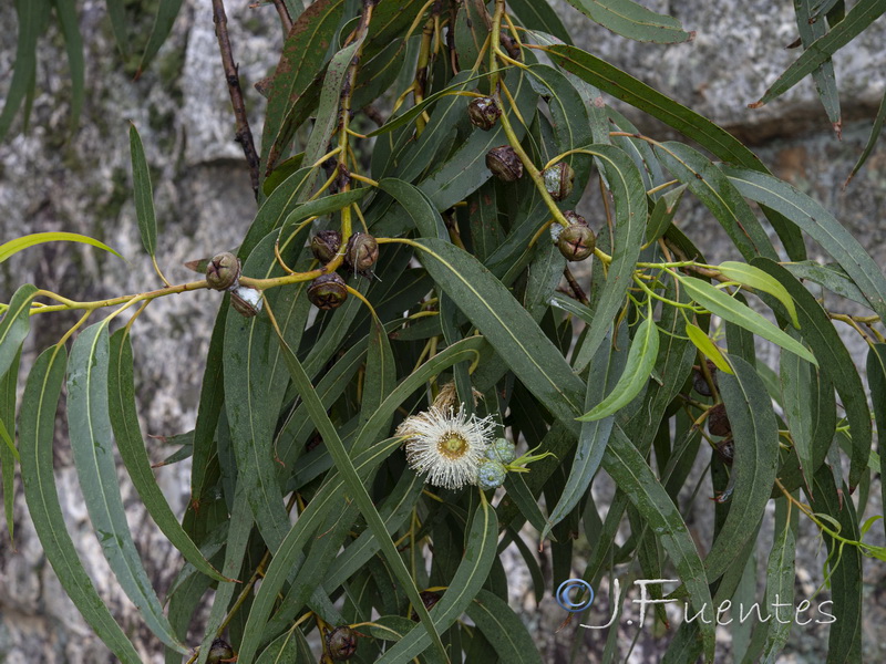 Eucalyptus globulus globulus.02