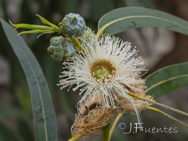 Eucalyptus globulus globulus.03