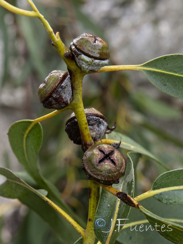 Eucalyptus globulus globulus.04