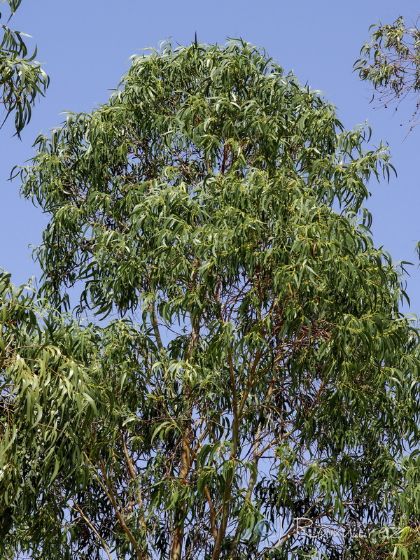 Eucalyptus globulus globulus.08