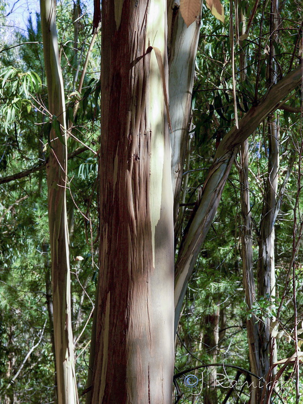 Eucalyptus globulus globulus.10