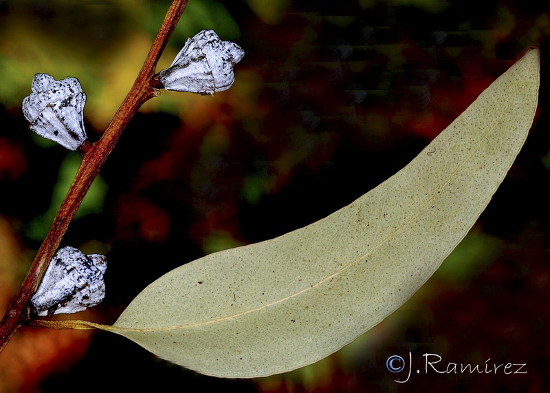 Eucalyptus globulus globulus.13