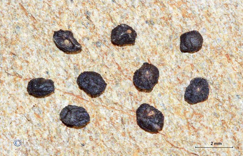 Eucalyptus globulus globulus.17