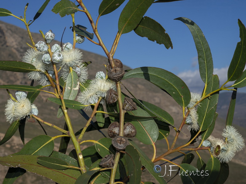 Eucalyptus globulus globulus.15