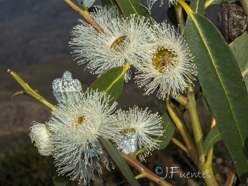 Eucalyptus globulus globulus.16