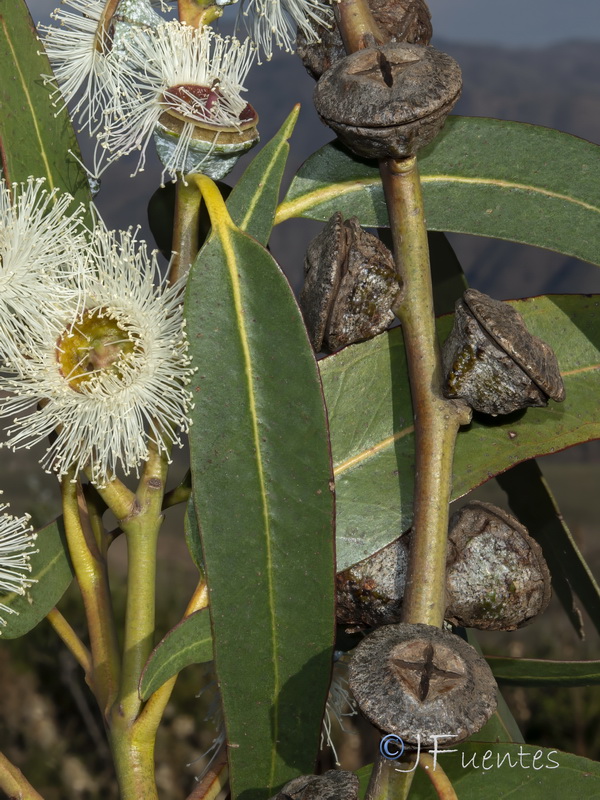 Eucalyptus globulus globulus.17