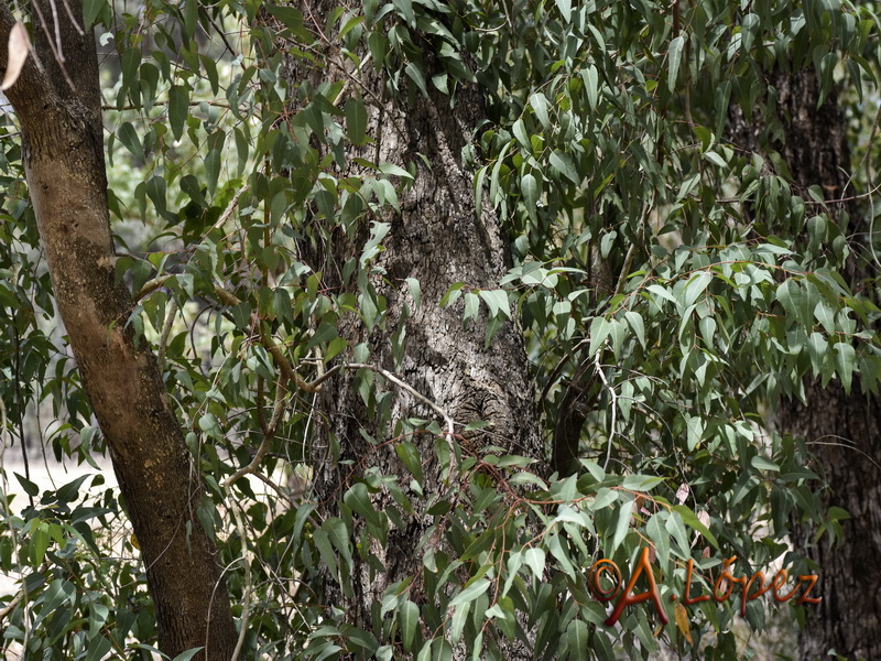 Eucalyptus gomphocephala.01