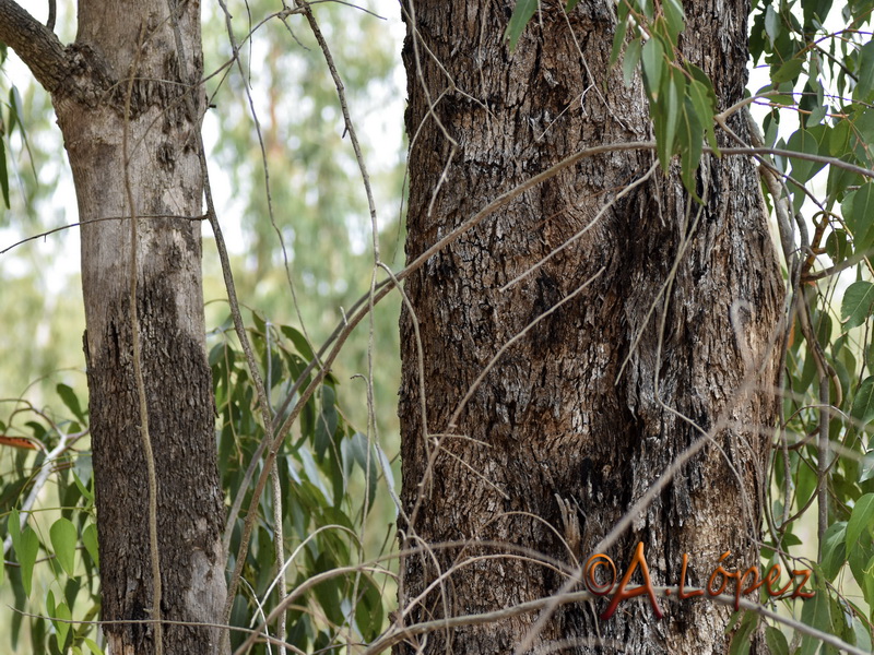 Eucalyptus gomphocephala.02