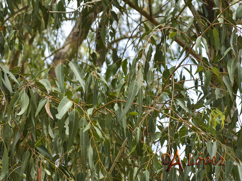 Eucalyptus gomphocephala.03