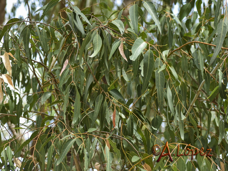 Eucalyptus gomphocephala.04
