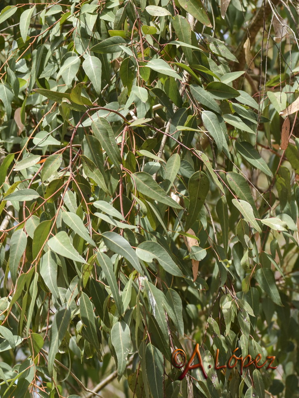 Eucalyptus gomphocephala.05