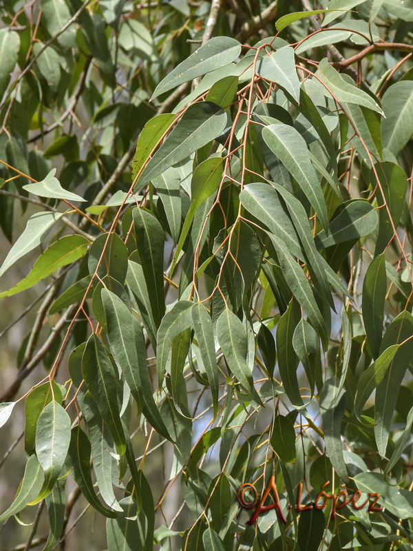 Eucalyptus gomphocephala.06