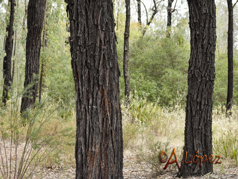 Eucalyptus sideroxylon.01