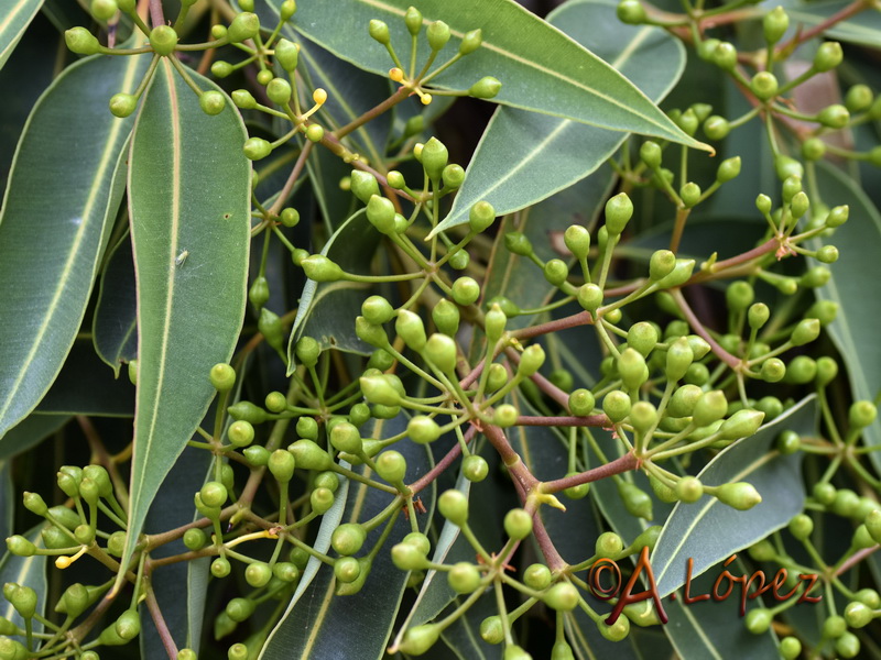 Eucalyptus sideroxylon.02