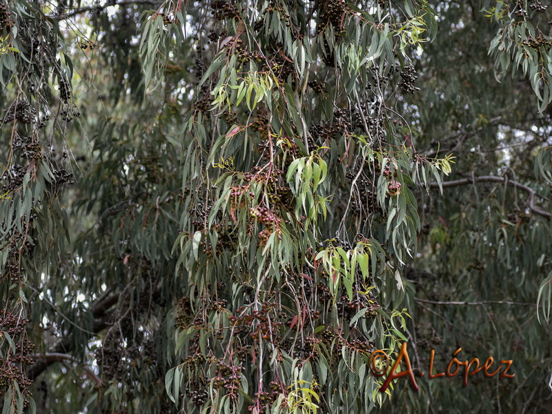 Eucalyptus sideroxylon.03