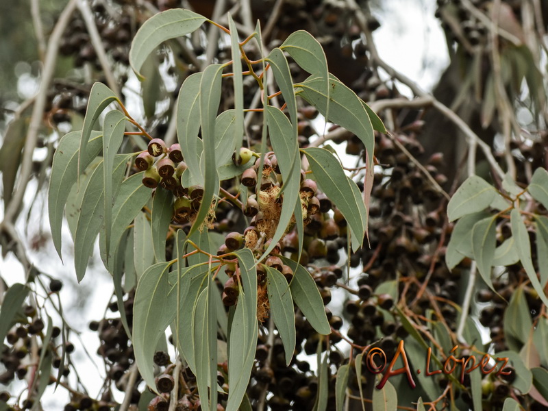 Eucalyptus sideroxylon.04