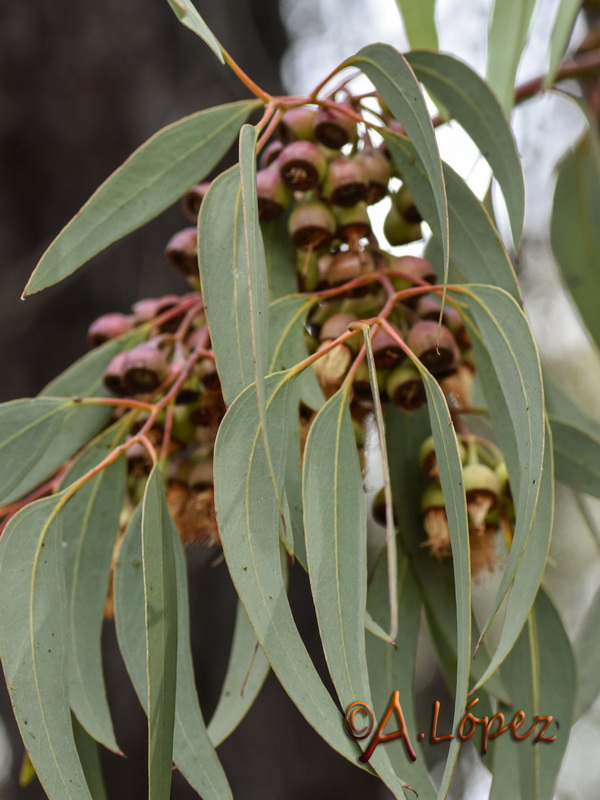 Eucalyptus sideroxylon.05
