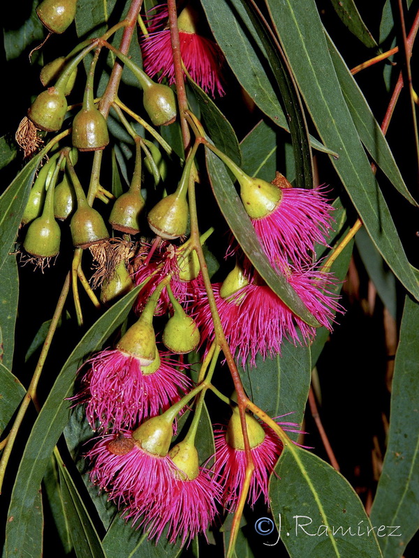 Eucalyptus sideroxylon.20