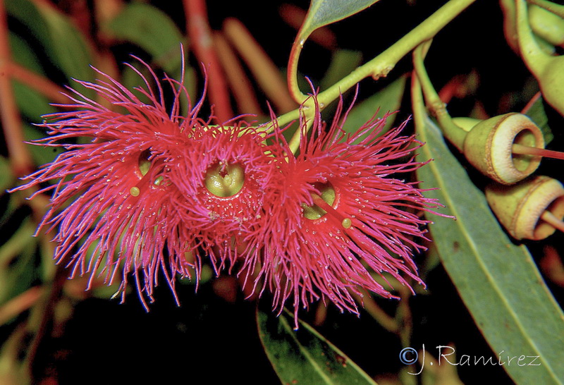 Eucalyptus sideroxylon.21