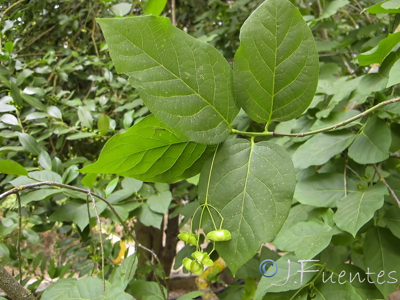 Euonymus latifolius.01