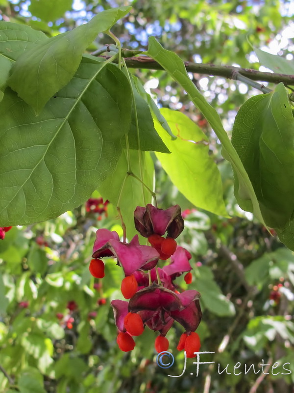 Euonymus latifolius.02