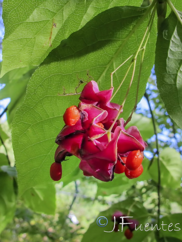 Euonymus latifolius.04