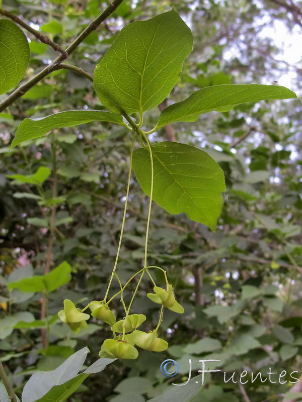 Euonymus latifolius.10