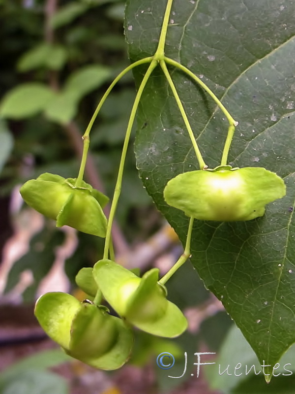 Euonymus latifolius.12