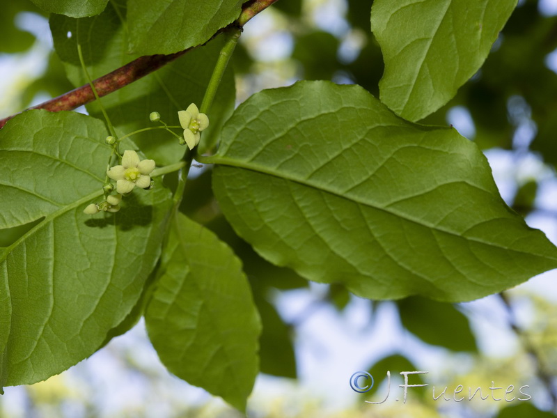 Euonymus latifolius.13