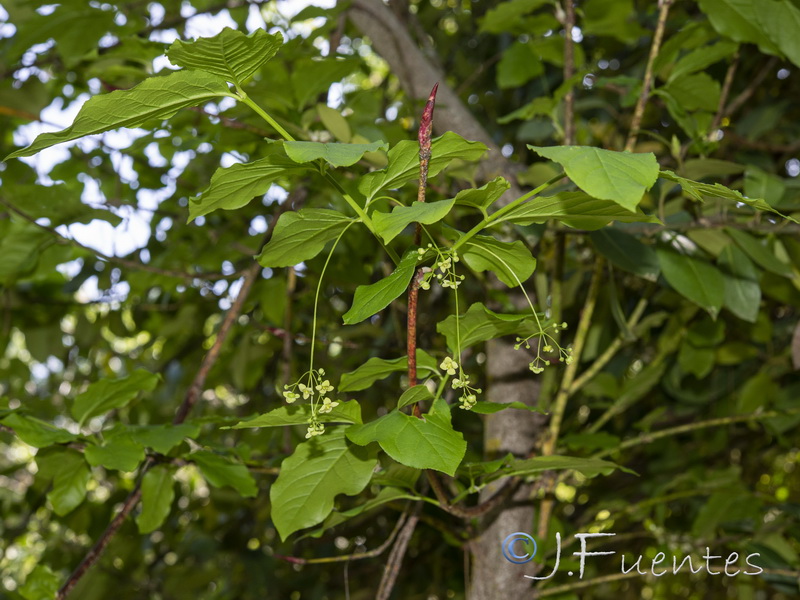 Euonymus latifolius.14