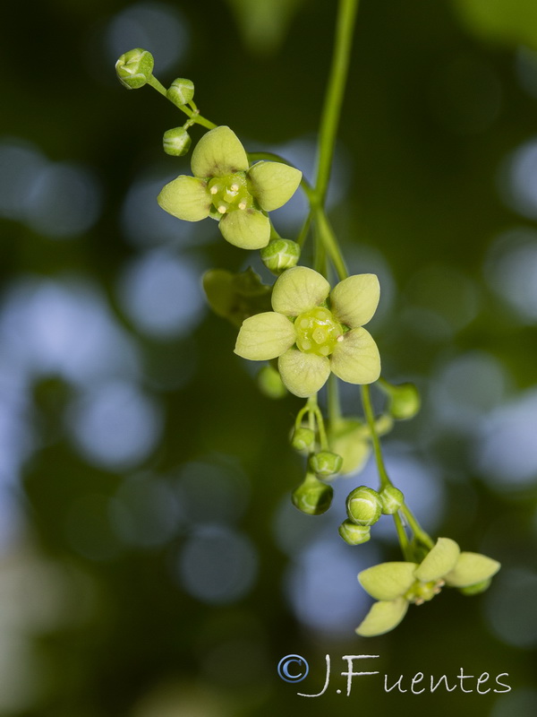 Euonymus latifolius.15