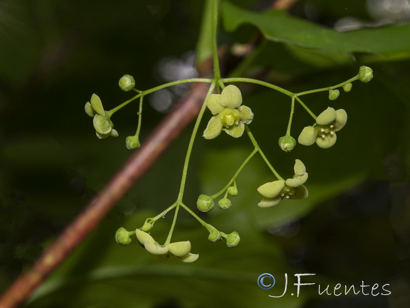 Euonymus latifolius.16