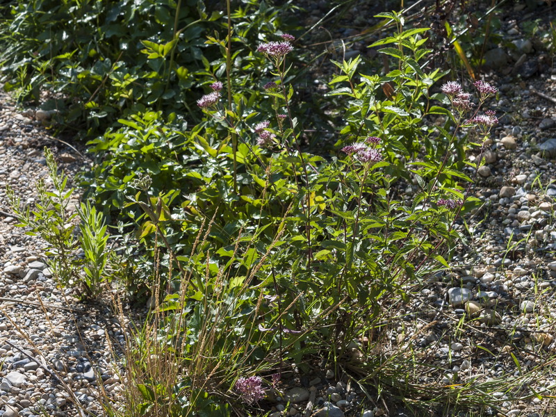 Eupatorium cannabinum cannabinum.01