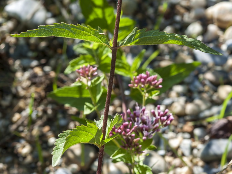 Eupatorium cannabinum cannabinum.02