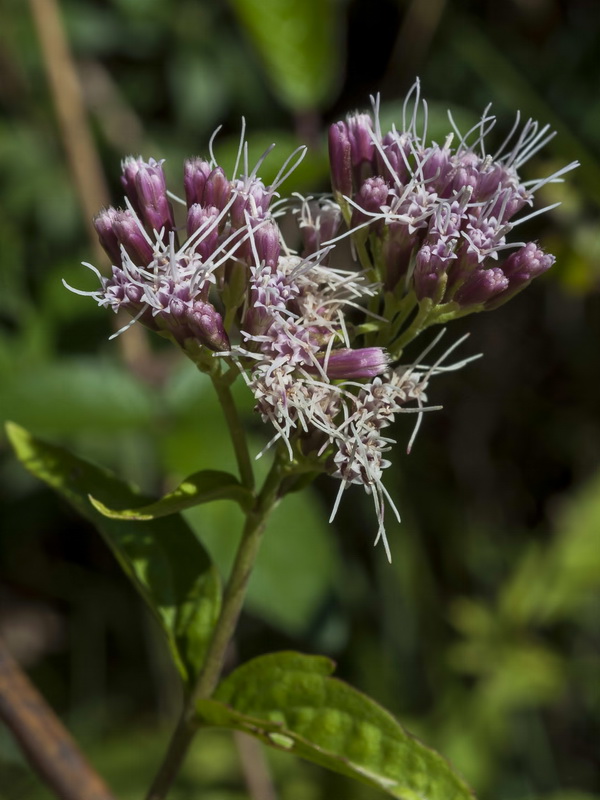 Eupatorium cannabinum cannabinum.03