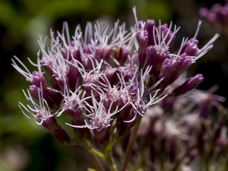 Eupatorium cannabinum cannabinum.05