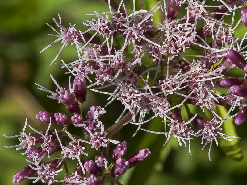 Eupatorium cannabinum cannabinum.09