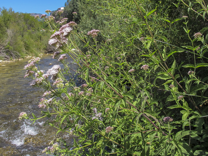 Eupatorium cannabinum cannabinum.10
